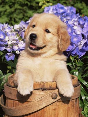 Golden Retriever