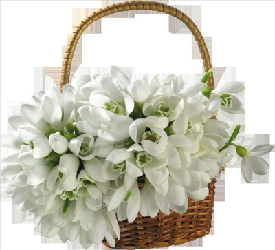 lilium