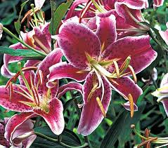 Red Lilium