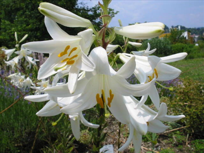 Lilium