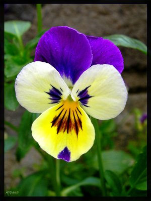 have a beautiful day