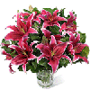 lilium