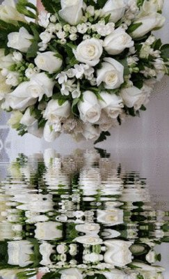 white roses