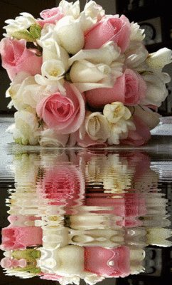 white and pink flowers