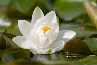 white flowers