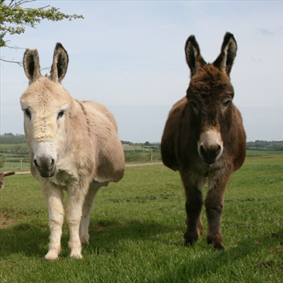Donkey