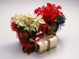 Christmas flowers