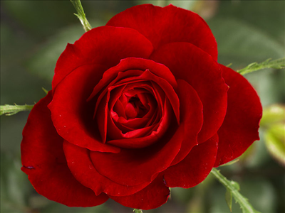 Rosa Rosso scuro