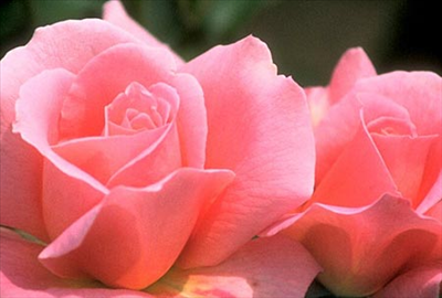 Rosa Rosa