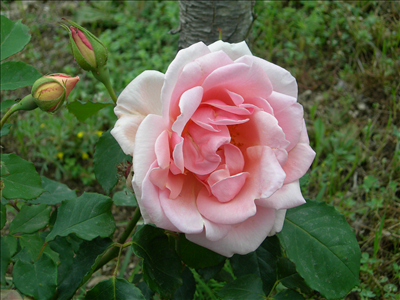 Rosa Corallo