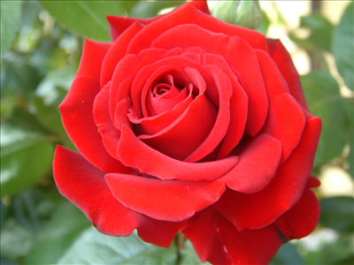 Rosa Rossa