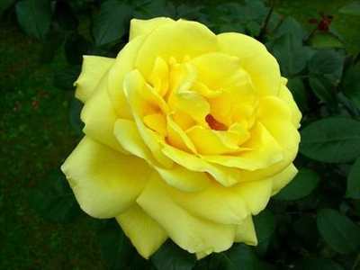Rosa Gialla