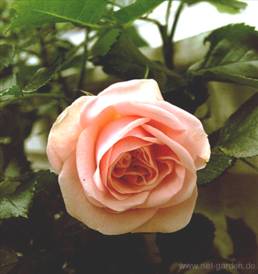 Rosa Pesca