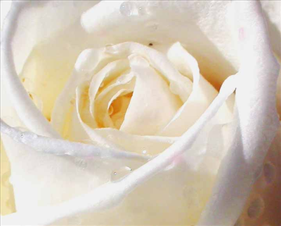 Rosa Bianca