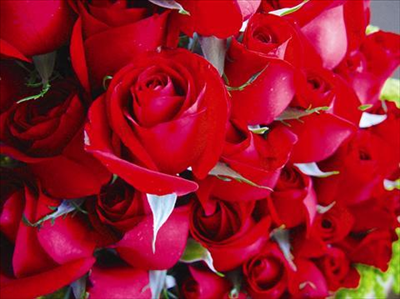red roses