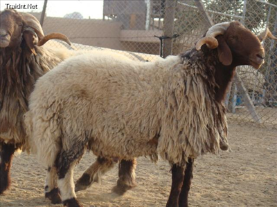 خروف 1