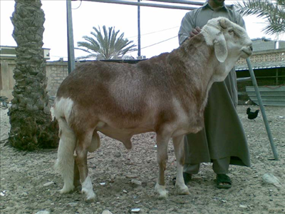 خروف19