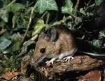 You are a small mouse!