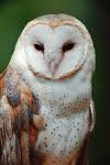 You are a wise owl!
