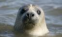 You are a cool seal!