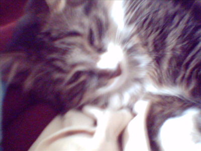 You are a lovable cat/kitten