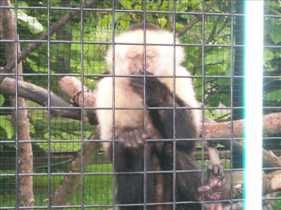 You are a fun,loving monkey!