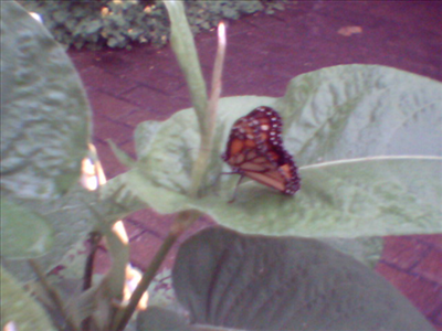 You are a butterfly!