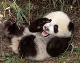 Little Panda