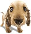 Doggy