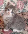 Kitty