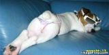 'Dog' Thong