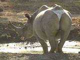 'Rhino' Thong