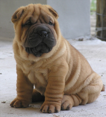 Sharpei