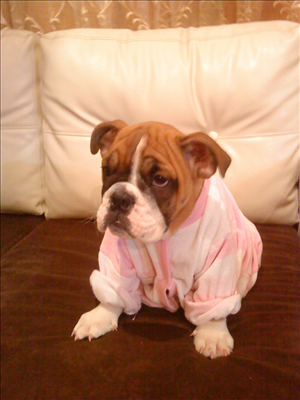 english bulldog