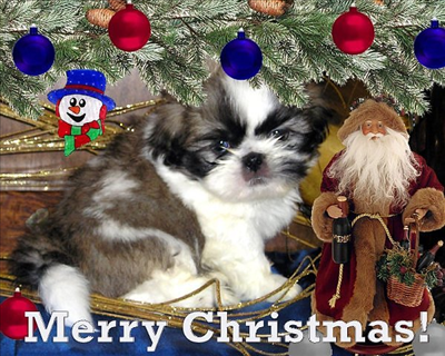 merry christmas ShihTzu