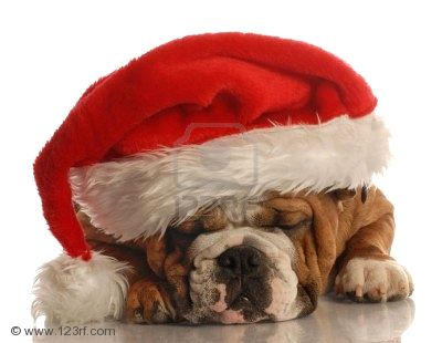 merry christmas english bulldog 