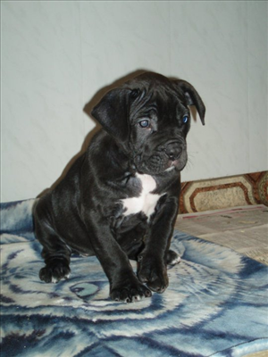cane corso