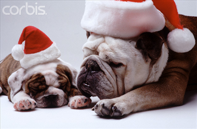 merry christmas english bulldog