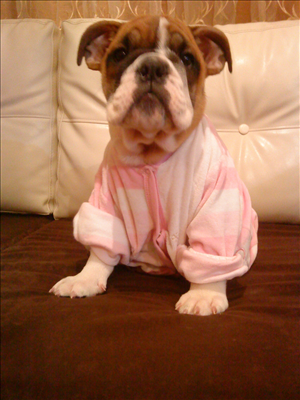 english bulldog