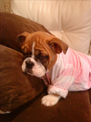 english bulldog