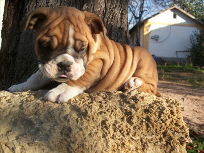 english bulldog 