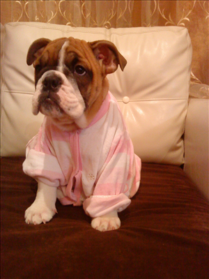 english bulldog