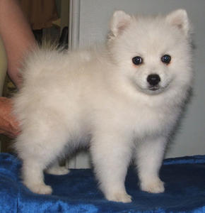 german spitz