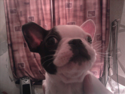 french bulldog 