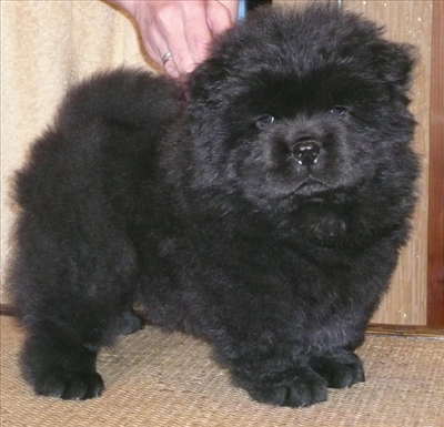 chow chow 