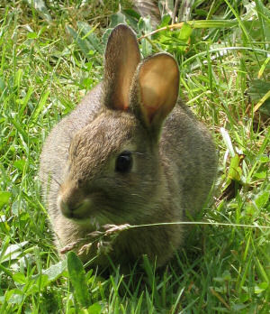 Rabit