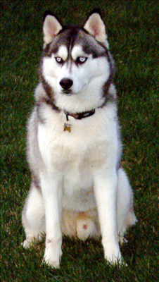 Husky