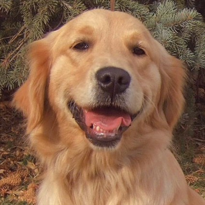 Golden Retreiver
