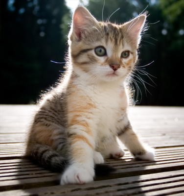 Baby Kitten