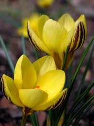 Cantaneme